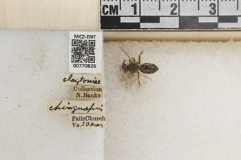 Media type: image;   Entomology 770826 Aspect: Labels